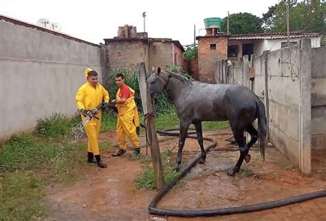 Cavalo é Resgatado Após Cair Em Fossa De Residência Em Divinópolis