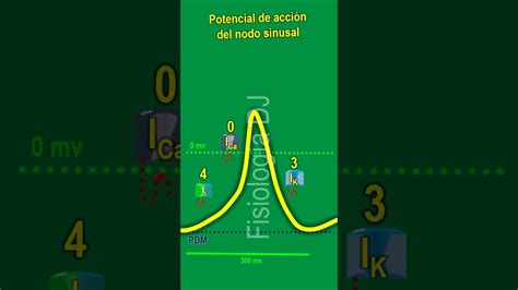 Fisiolog A Potencial De Acci N Del Nodo Sinusal Youtube