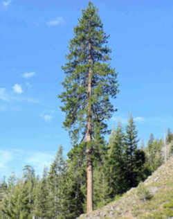 Montana State Tree: Ponderosa Pine (Pinaceae Pinus ponderosa)