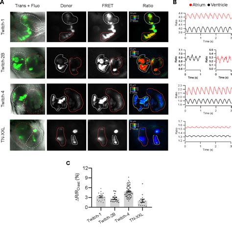 Figure From Mapping Calcium Dynamics In The Heart Of Zebrafish