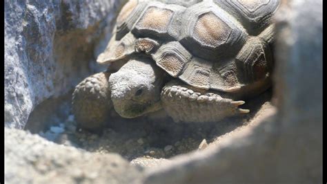 Desert Tortoise Hatchling Youtube