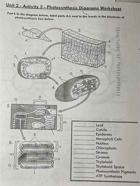 Solved Unit Activity Photosynthesis Diagrams Chegg