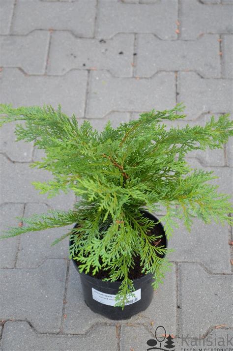 Chamaecyparis Lawsoniana Globosa Cyprysik Lawsona