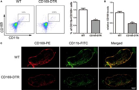 Frontiers Cd169 Expressing Macrophage A Key Subset In Mesenteric