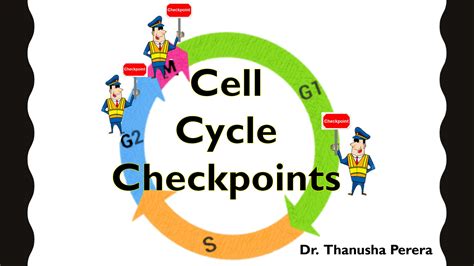 SOLUTION: Cell cycle checkpoints lecture notes - Studypool