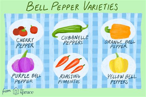 Types Of Sweet Peppers Bell Peppers And Beyond