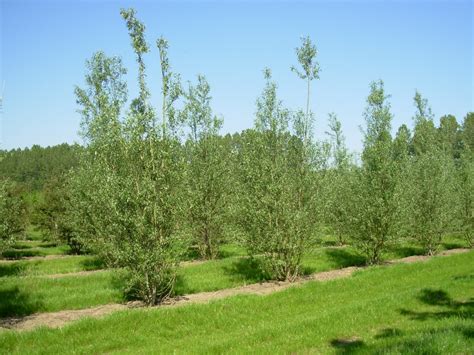 Salix Alba White Willow Van Den Berk Nurseries