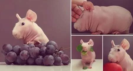 Hilarious Modeling Photos Of Naked Guinea Pig Called Ludwig