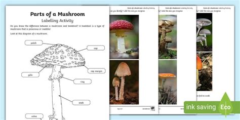 Mushroom Diagram And Functions Characteristics Of Mushrooms