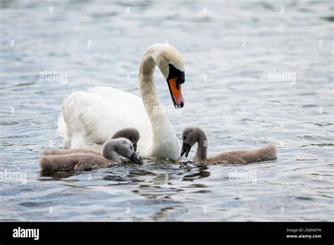 Mother Swan Feeding Cygnets Hi Res Stock Photography And Images Alamy