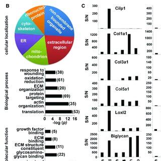 Comparative Proteomics Of Mouse Heart Liver And Lung Revealed That