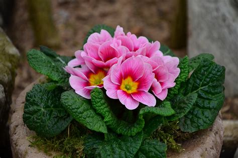 1 000 Free Primrose Του Φιαλιδίου Primrose Photos Pixabay