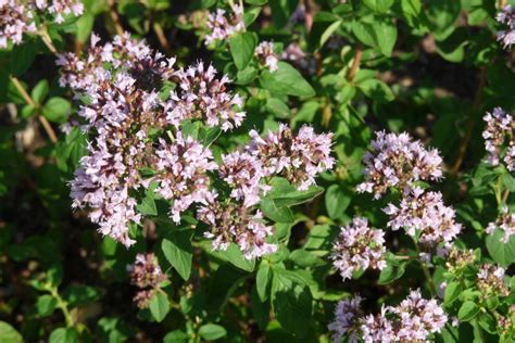 Origanum Vulgare Wilde Marjolein Wilde Majoraan Oregano