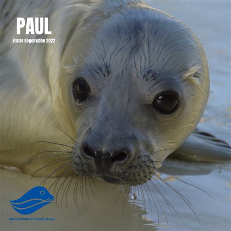 Erste Kegelrobbe 2022 Paul Seehundstation Friedrichskoog