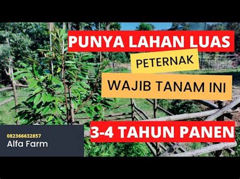 Manfaatkan Kotoran Ternak Untuk Untung Ratusan Juta Tahun Kedepan