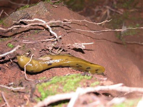 Banana Slug Wikipedia Banana Slug Shot By A Friend Smenjas Flickr