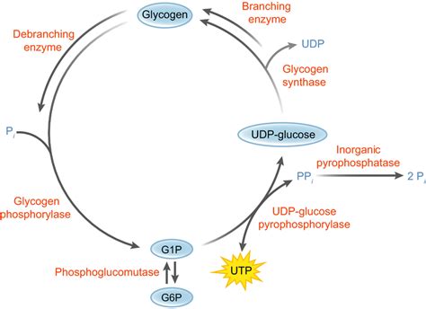 Glycogen Pathway