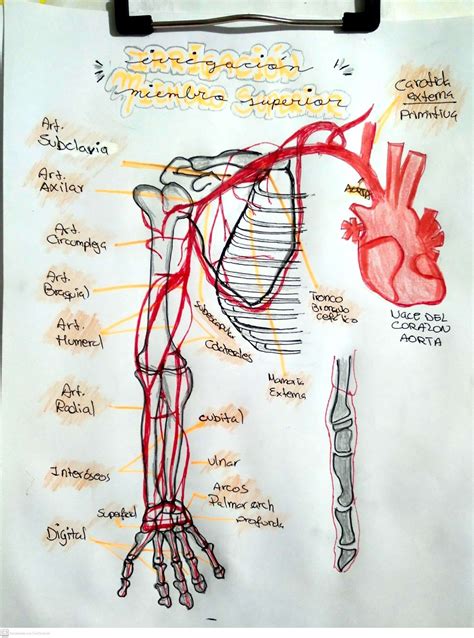 Irrigación miembro superior Sistemas del cuerpo Anatomia musculos