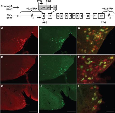 Frontiers Proton And Ammonium Sensing By Histaminergic Neurons