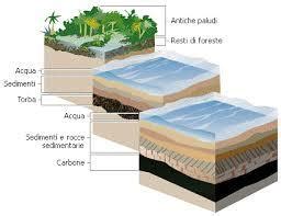 Il Carbone Deriva Da Grandi Cumuli Organismi Vegetali Soprattutto