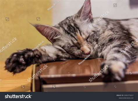 Sleeping Young Maine Coon Cat Stock Photo 2201771617 | Shutterstock