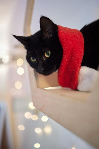 Premium Photo Cute Cat In Santa Claus Hat Against Blurred Christmas