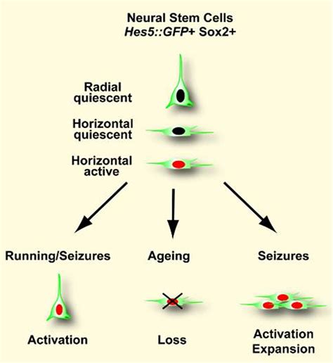 Quiescent And Active Hippocampal Neural Stem Cells With Distinct