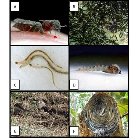 Life cycle and developmental substrates of Culicoides biting midges ...