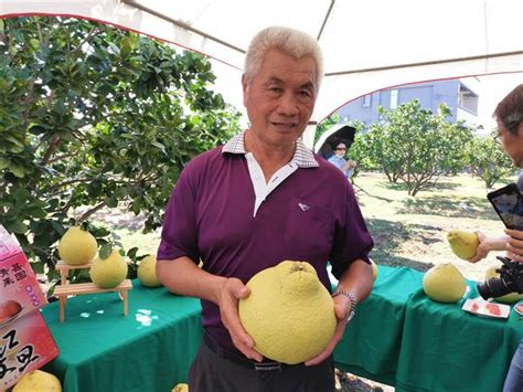 量少味美又搶手 台南紅柚鮮採上市 寶島 中時