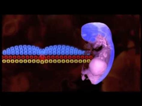 Neurogenesis En El Cerebro Humano Adulto Youtube Cerebro Humano El