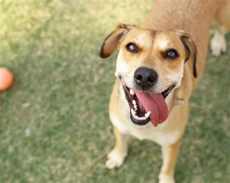 As raças de cães mais amadas em cada país do mundo reunidas em um belo