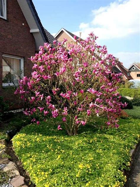 Purpur Magnolie Nigra Magnolia Liliiflora Nigra Kaufen