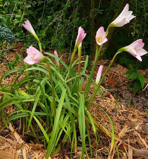 Photo Of The Entire Plant Of Argentine Rain Lily Zephyranthes Robusta