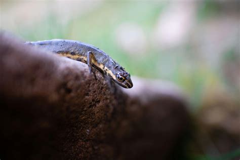 Black and Yellow Lizard · Free Stock Photo