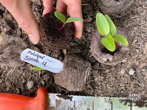 Malabar Spinach How To Grow And Care For Climbing Spinach