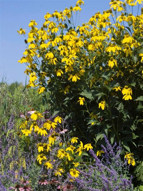 Favorite Summer Blooming Perennials HGTV Perennials Plants