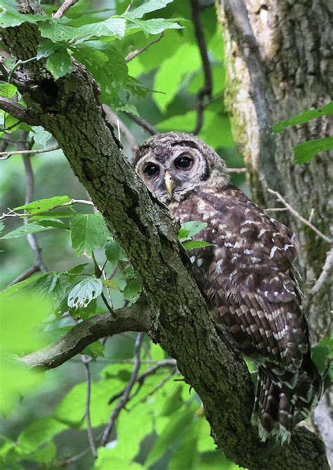 Juvenile Barred Owl Photograph By Gina Fitzhugh Pixels