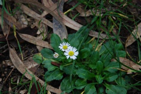 Bellis Sylvestris Alchetron The Free Social Encyclopedia