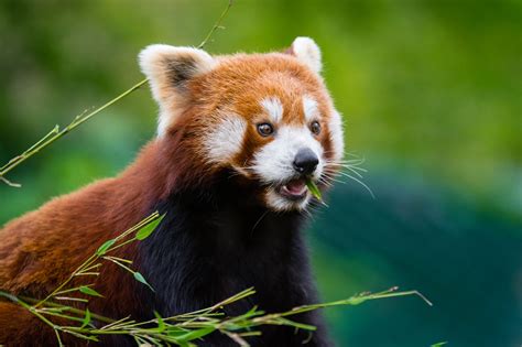 Definitive Guide To Himalayan Red Panda Facts, Habitat, Conservation ...