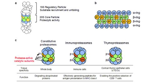 Schematic Diagram Of The Proteasome A The 26s Proteasome Consists Of Download Scientific