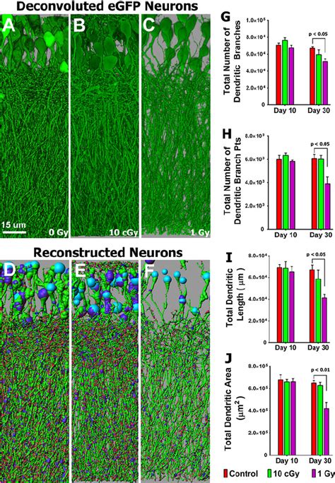 Reduced Dendritic Complexity Of Granule Cell Layer GCL Neurons 10 And