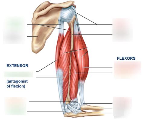 Muscle Groups Diagram | Quizlet