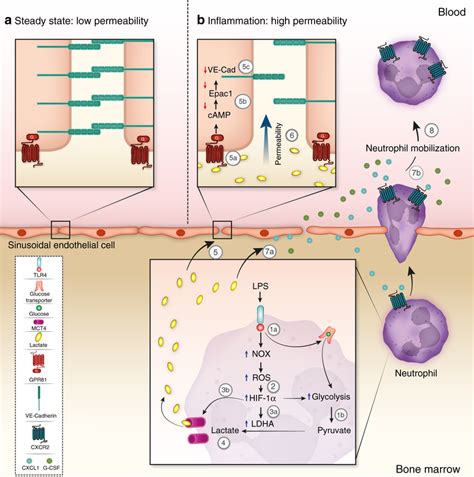 Mechanisms Of Lactate Induced Neutrophil Mobilization From The BM Our