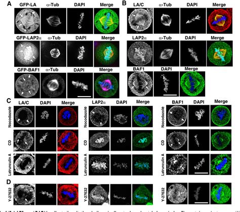 Figure 1 from The lamin A CLAP2αBAF1 protein complex regulates