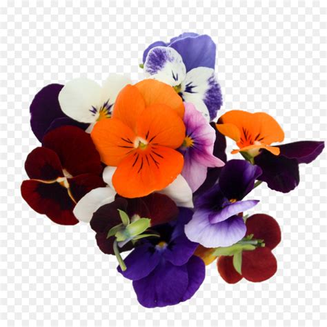 Pansy Design Floral Violeta Png Transparente Gr Tis