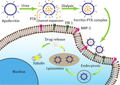 Schematic illustration of functionalization of Ferritin with ... 