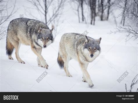 Three Wolves Snow Image And Photo Free Trial Bigstock