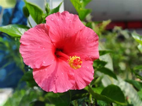 What Type Of Root Does A Hibiscus Have