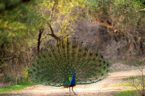 Indian Peafowl Or Male Peacock On Forest Track Dancing With Full