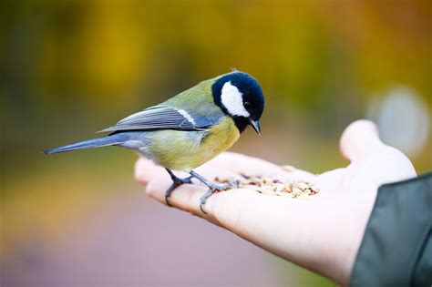 Feeding the Birds - Grangetto's Farm & Garden Supply